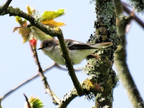 European Pied Flycatcher - David Cooper