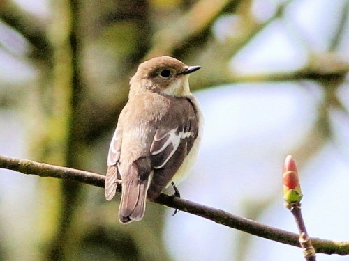 European Pied Flycatcher - ML614381989