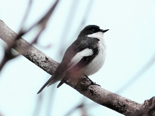 European Pied Flycatcher - ML614381990