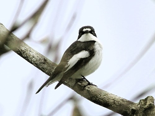 European Pied Flycatcher - David Cooper