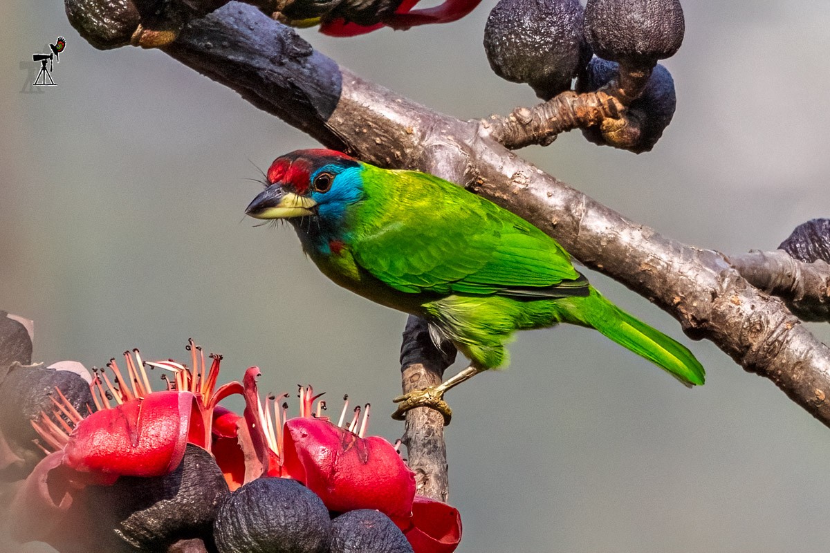 Mavi Boğazlı Barbet - ML614382064