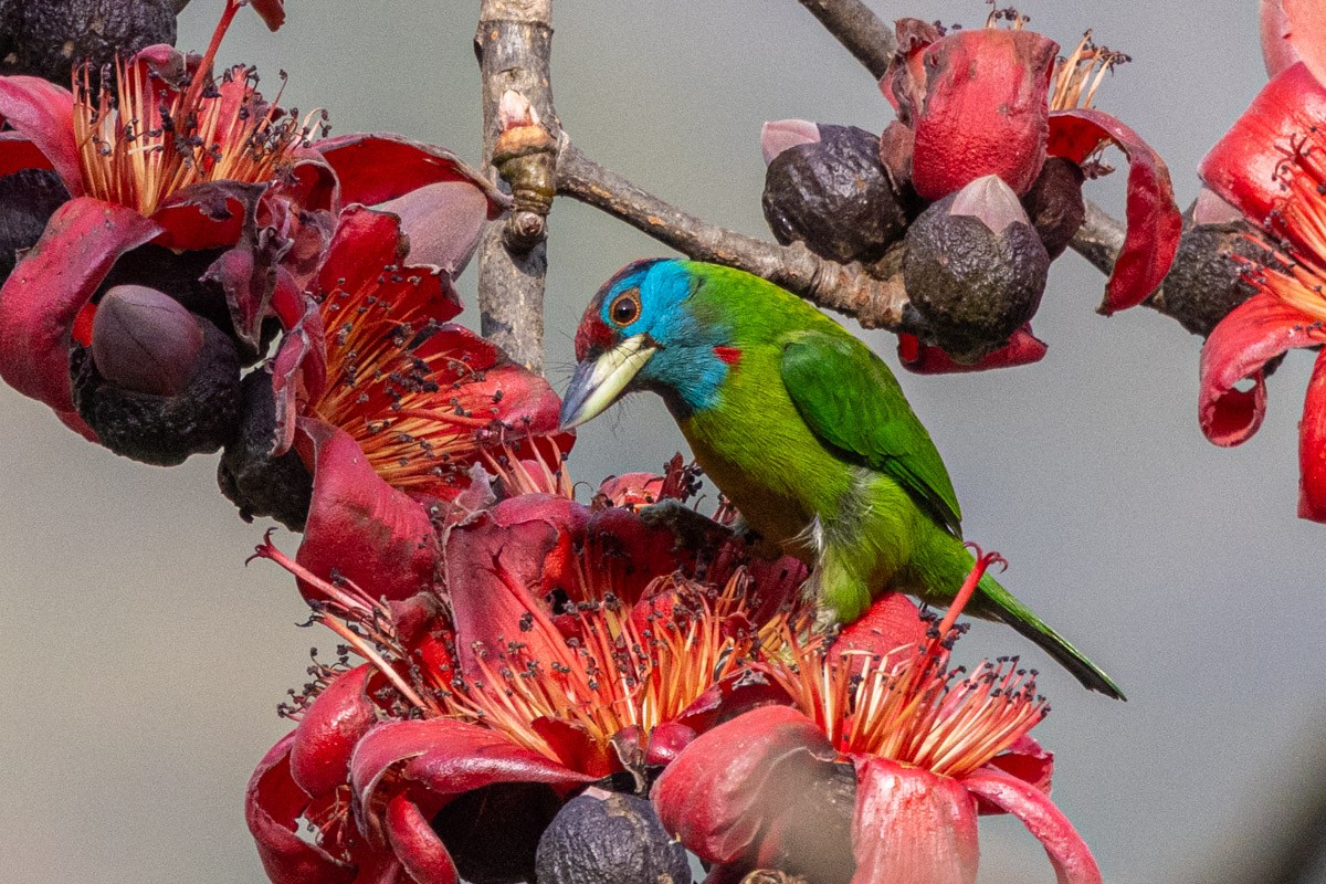 Blue-throated Barbet - ML614382065