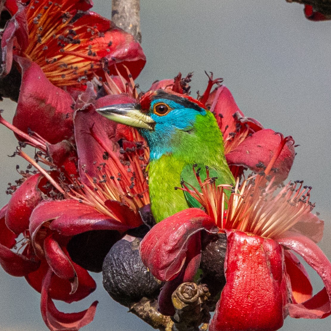 Blue-throated Barbet - ML614382066