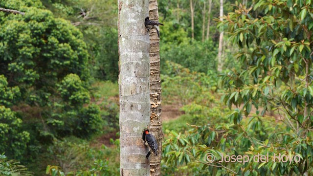 Black-cheeked Woodpecker - ML614382151