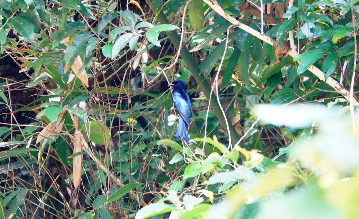 Palawan Drongo (Palawan) - ML614382153