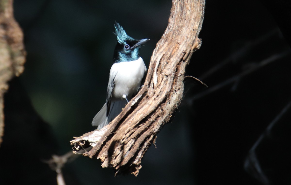 Indian Paradise-Flycatcher - ML614382156