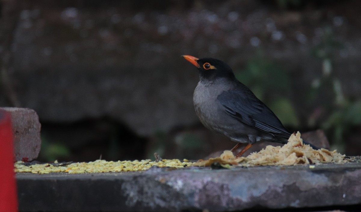 Indian Blackbird - ML614382164