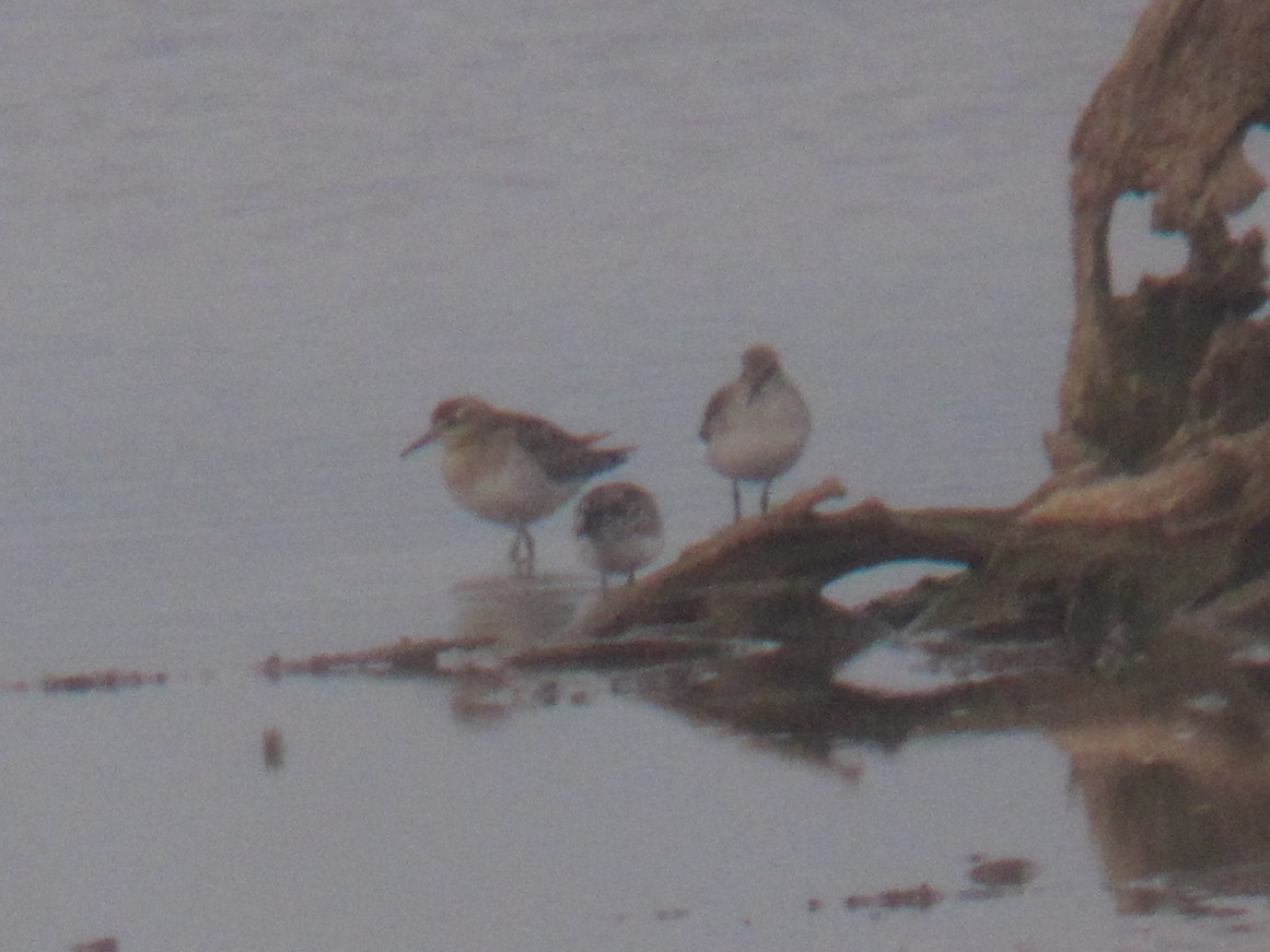 Sharp-tailed Sandpiper - ML614382166