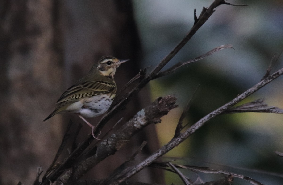 Tree/Olive-backed Pipit - ML614382183
