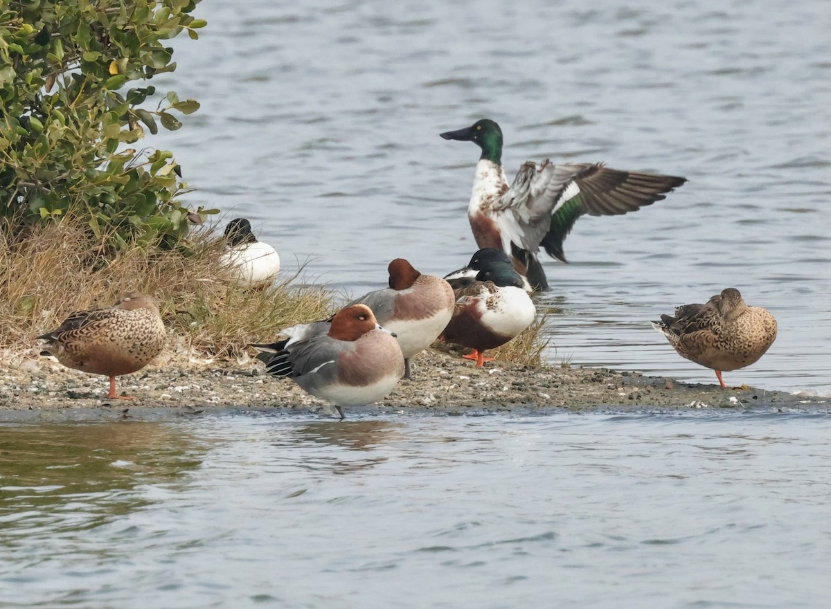 Eurasian Wigeon - Chung-ying Lin