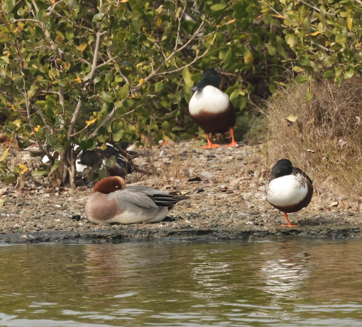 Eurasian Wigeon - ML614382185