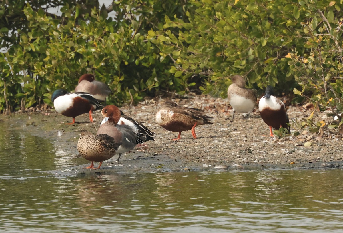 Eurasian Wigeon - Chung-ying Lin