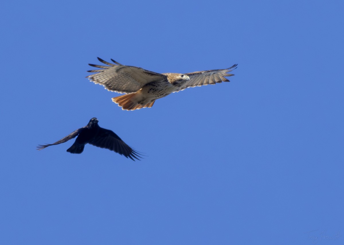 Red-tailed Hawk - ML614382197