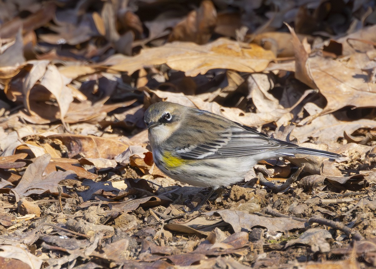 Yellow-rumped Warbler - ML614382198