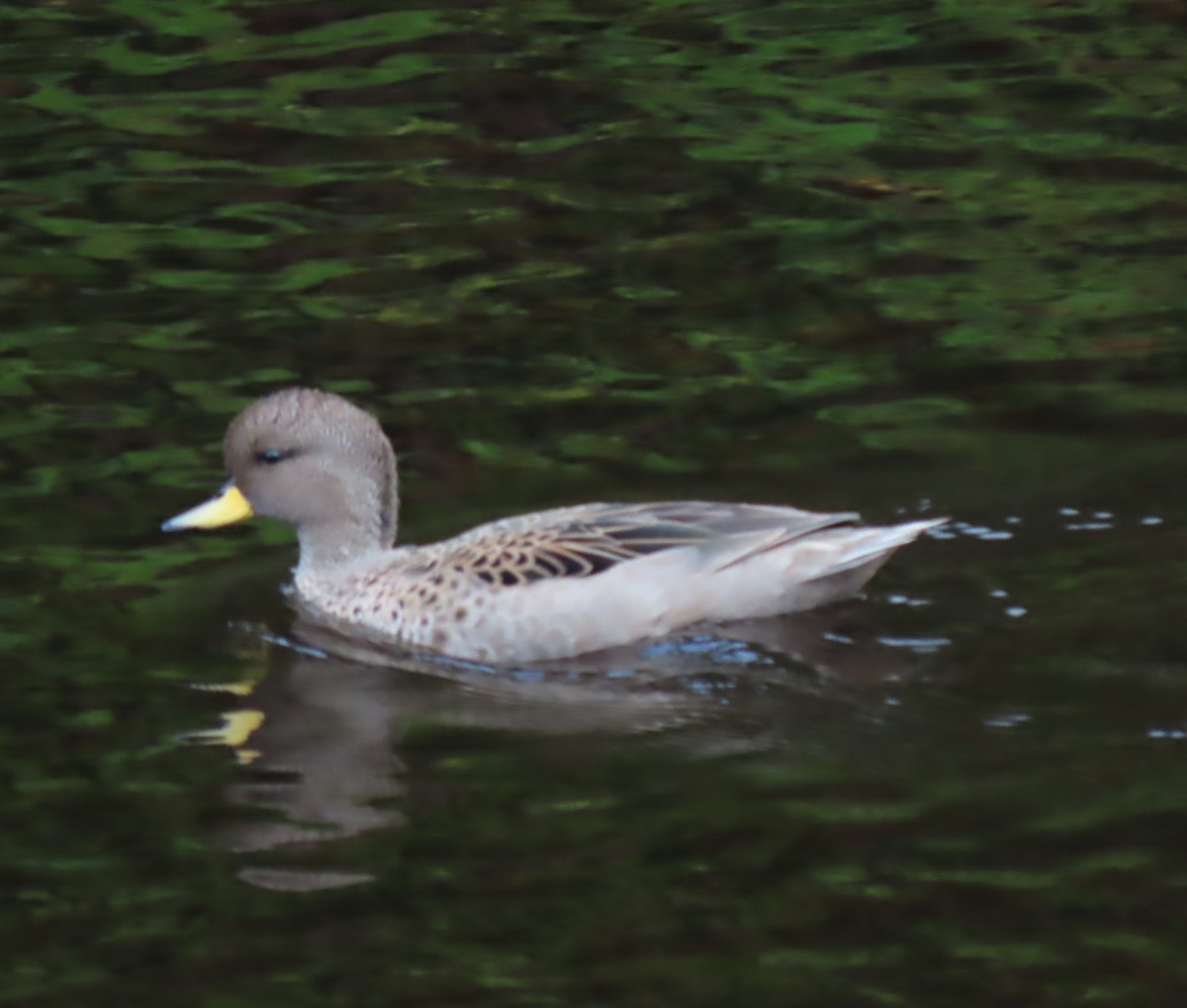 Yellow-billed Teal - Elaine Wagner