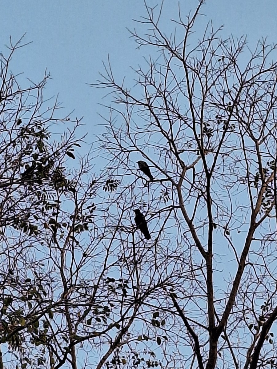 Large-billed Crow (Indian Jungle) - ML614382206