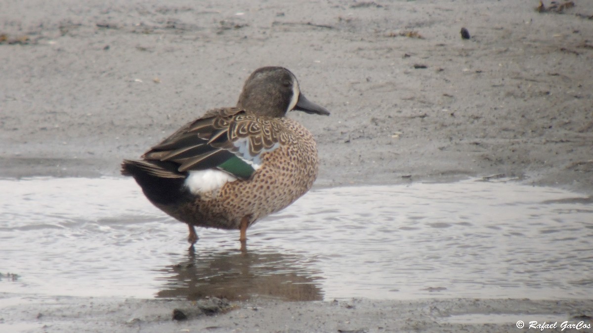 Blue-winged Teal - ML614382256