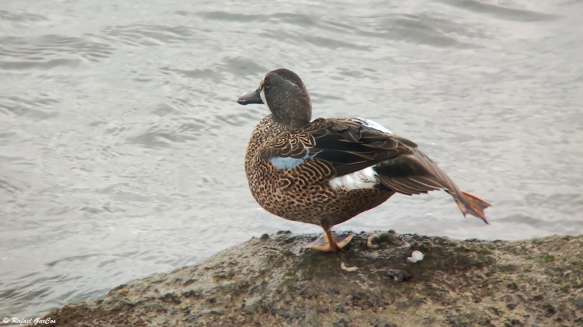 Blue-winged Teal - ML614382257