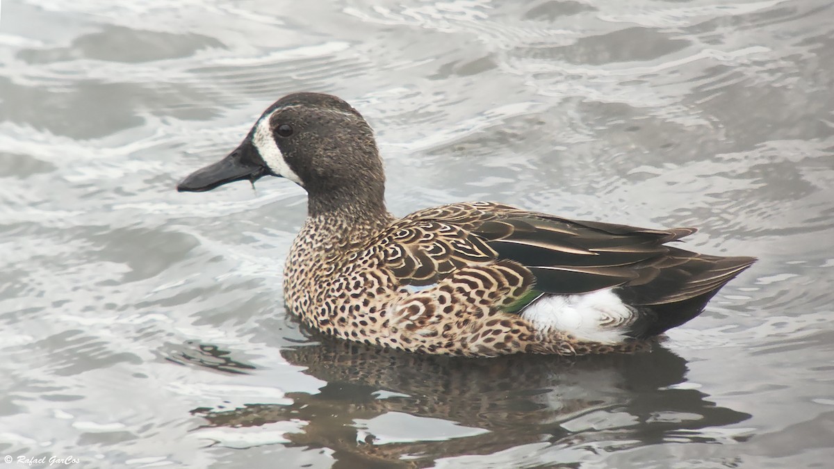 Blue-winged Teal - ML614382259