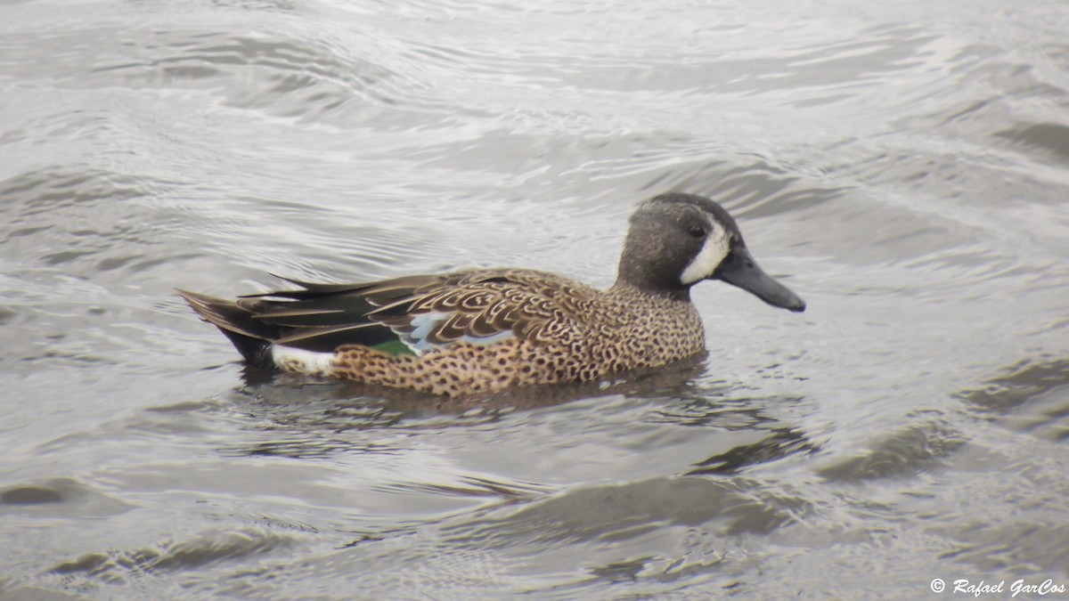 Blue-winged Teal - ML614382260