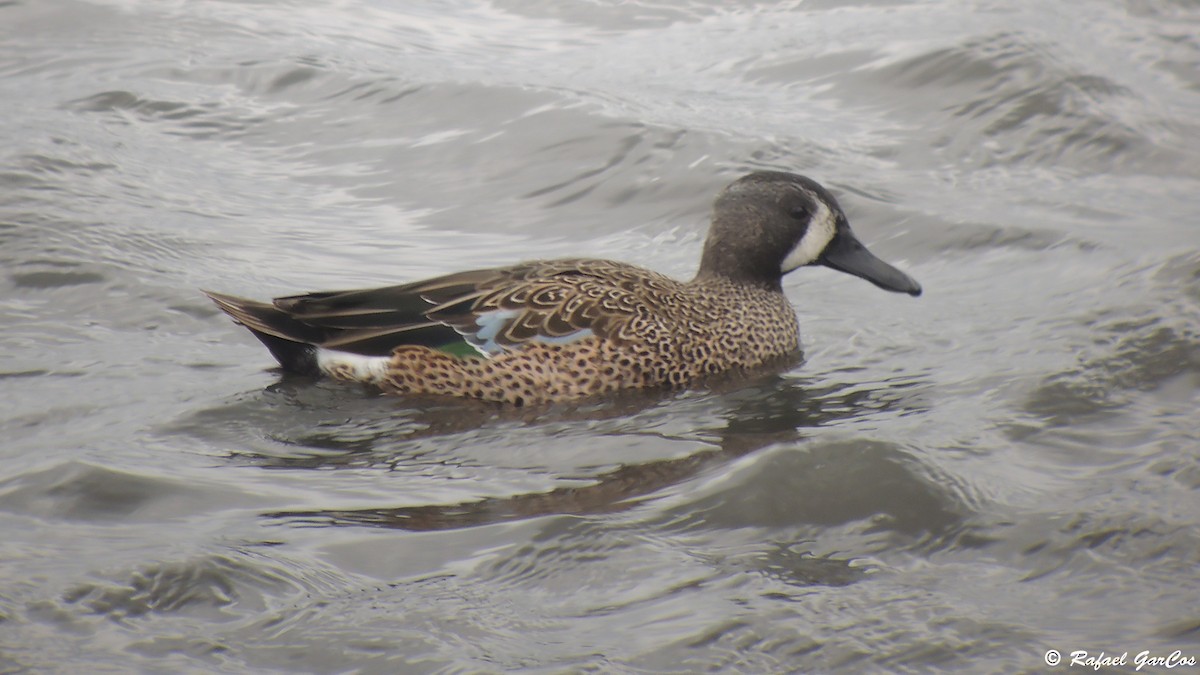 Blue-winged Teal - ML614382261