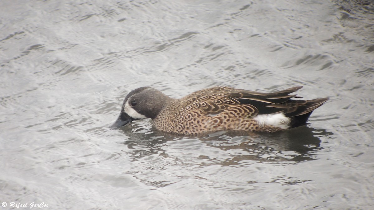 Blue-winged Teal - ML614382262