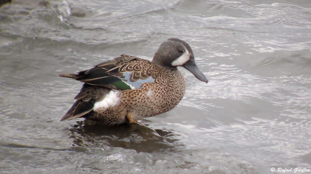 Blue-winged Teal - ML614382263