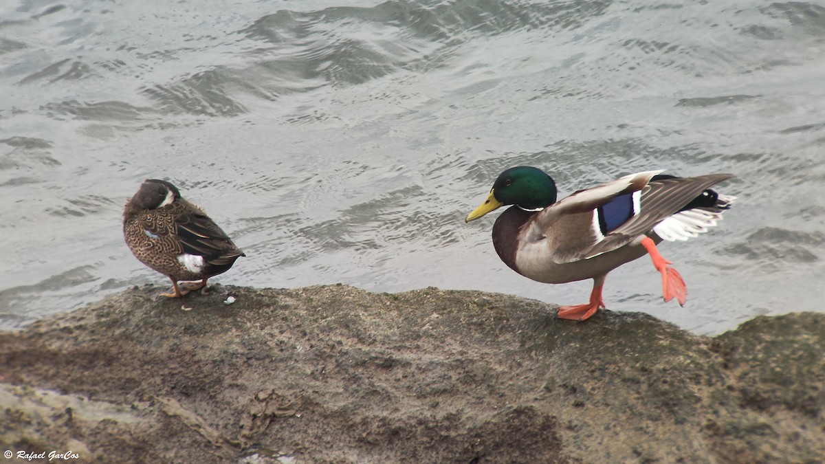 Blue-winged Teal - ML614382264