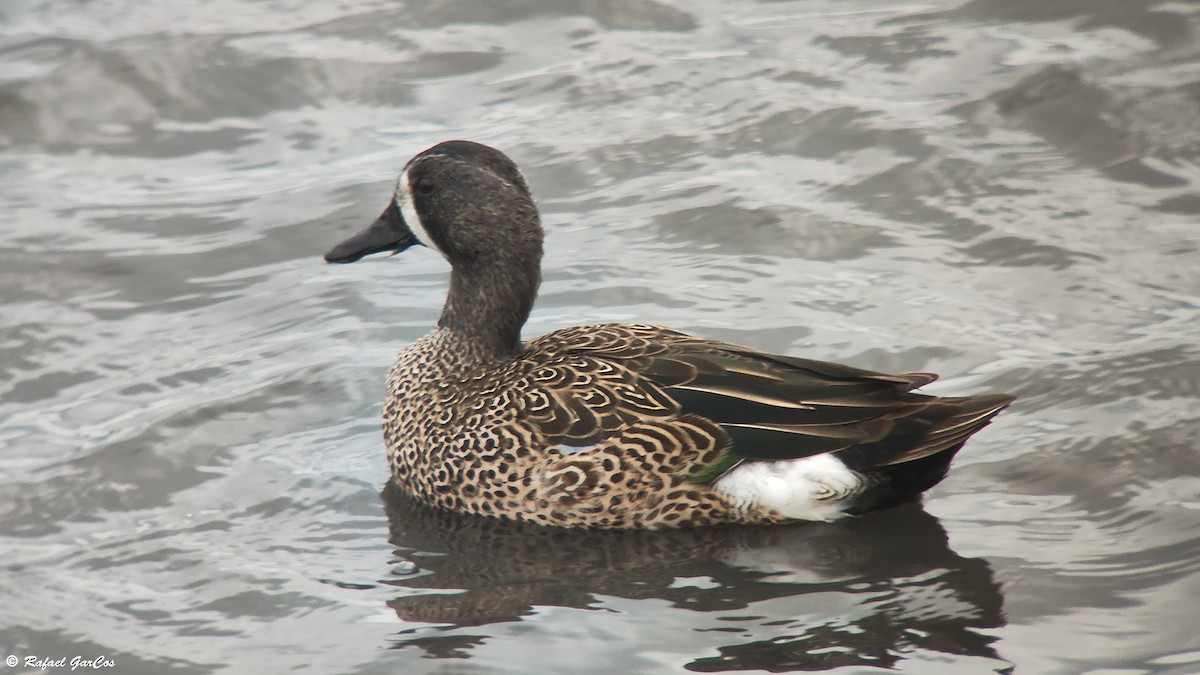 Blue-winged Teal - ML614382265