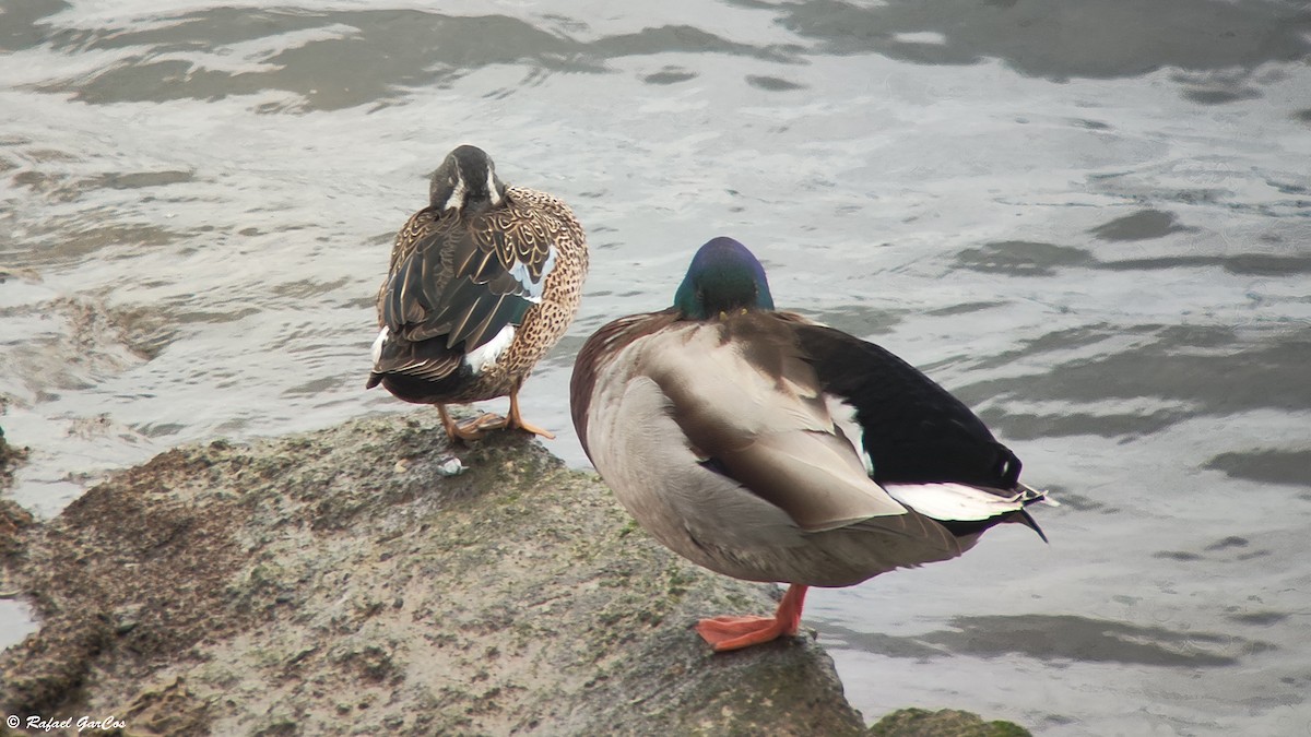 Blue-winged Teal - ML614382266