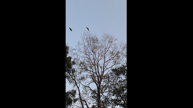 Large-billed Crow (Indian Jungle) - ML614382270