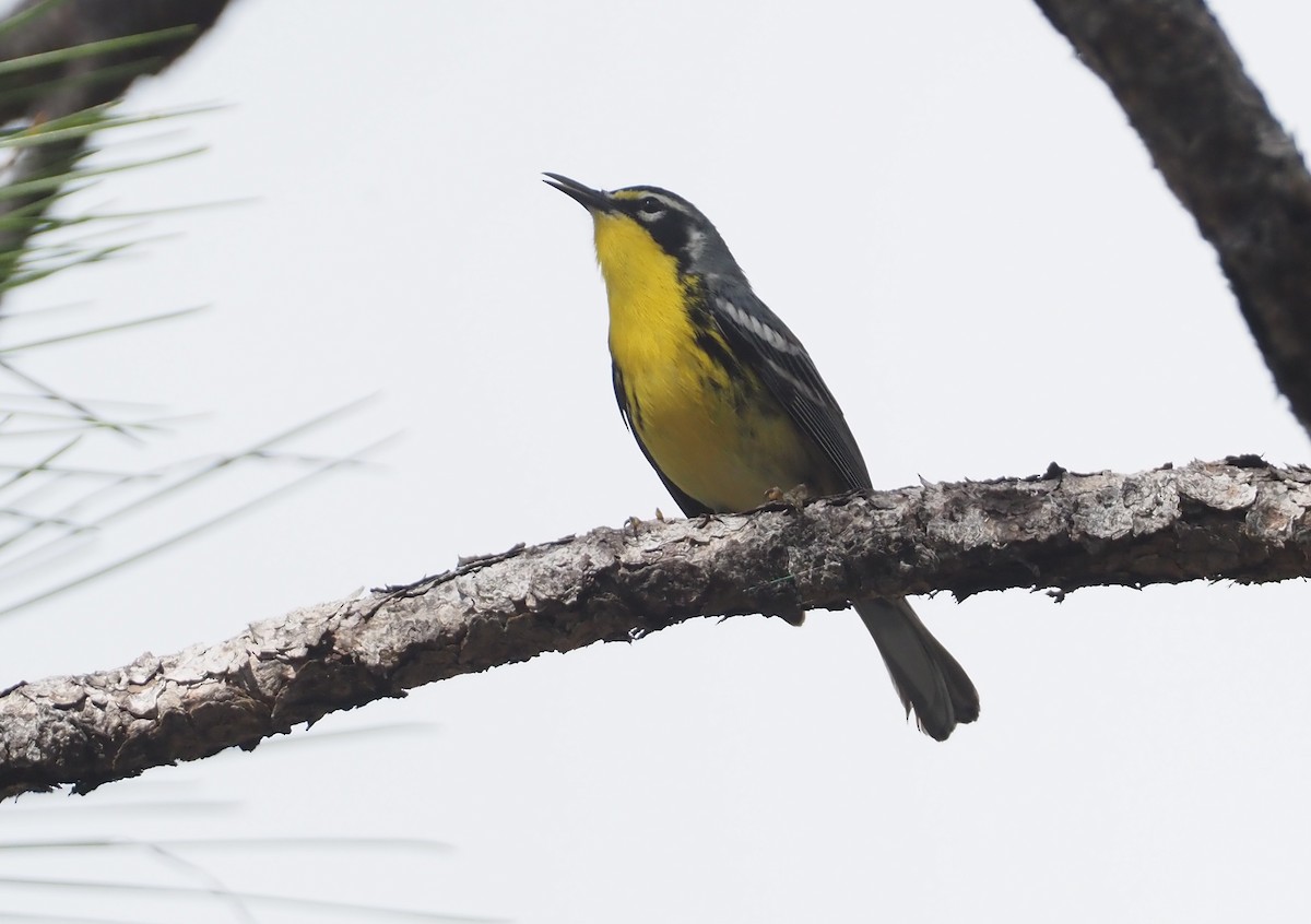 Bahama Warbler - ML614382296