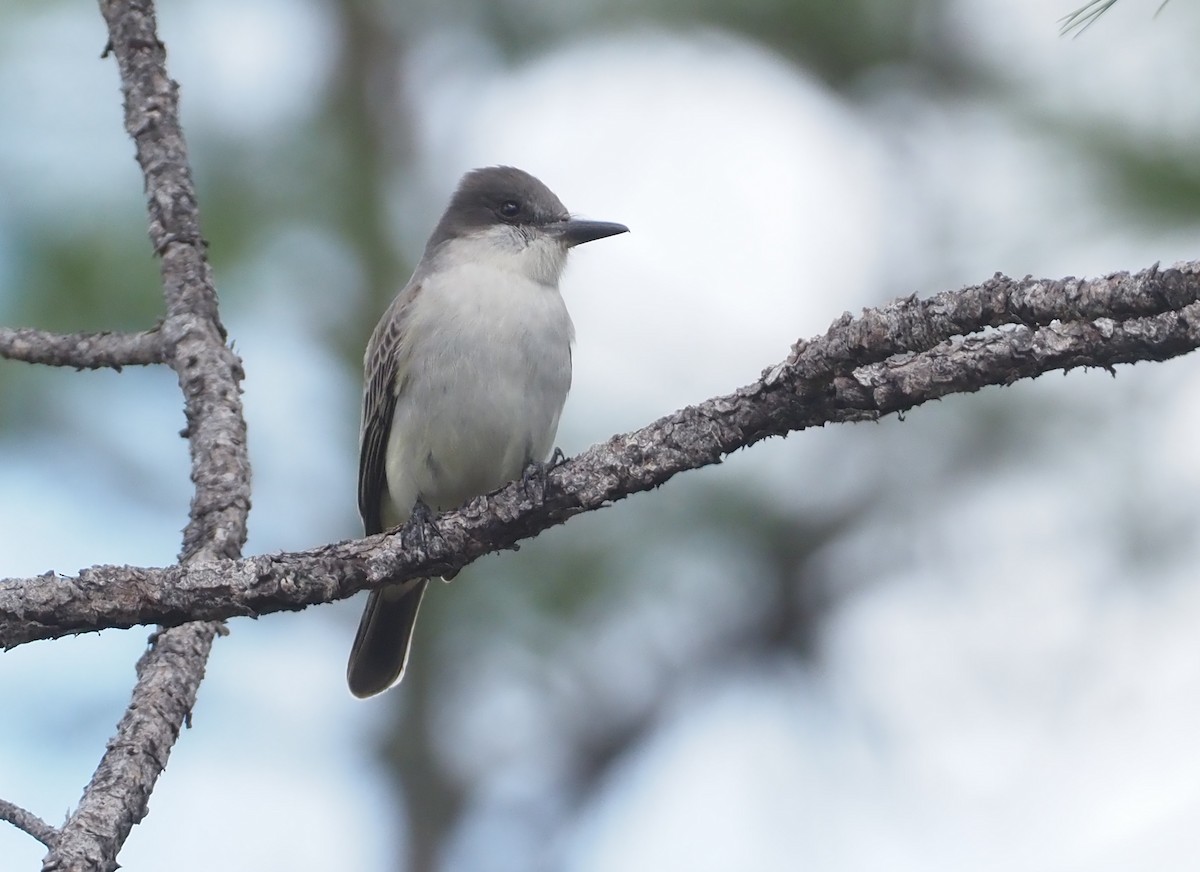 Loggerhead Kingbird - ML614382306