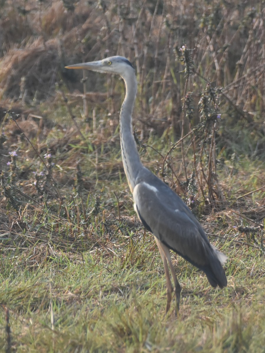 Gray Heron - Sriram KRajan