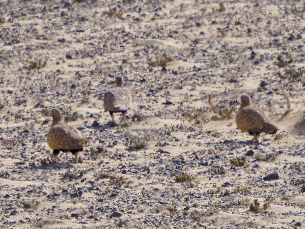 Black-bellied Sandgrouse - ML614382316