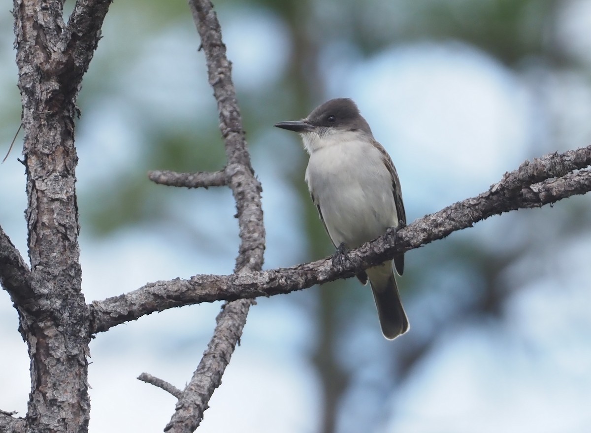 Loggerhead Kingbird - ML614382322