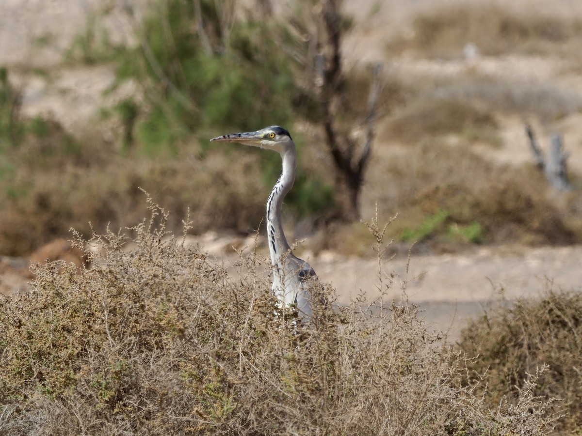 Gray Heron (Gray) - ML614382323