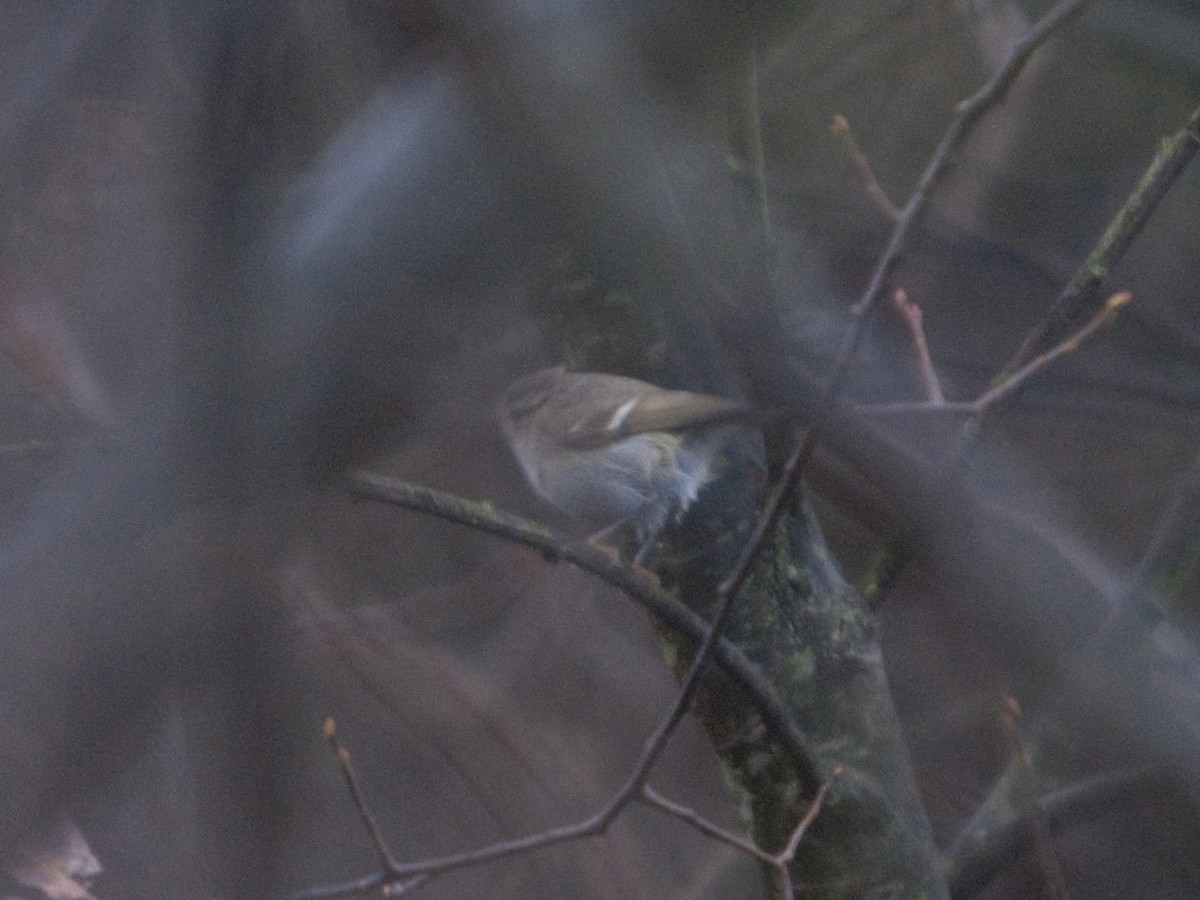 Hume's Warbler - ML614382325