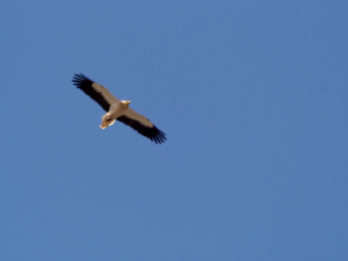 Egyptian Vulture - ML614382326