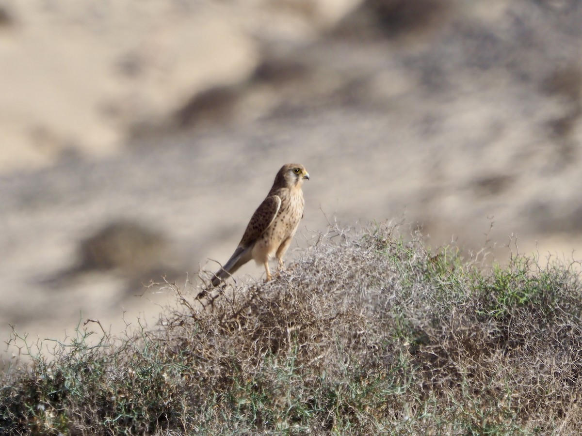 Faucon crécerelle (canariensis/dacotiae) - ML614382331