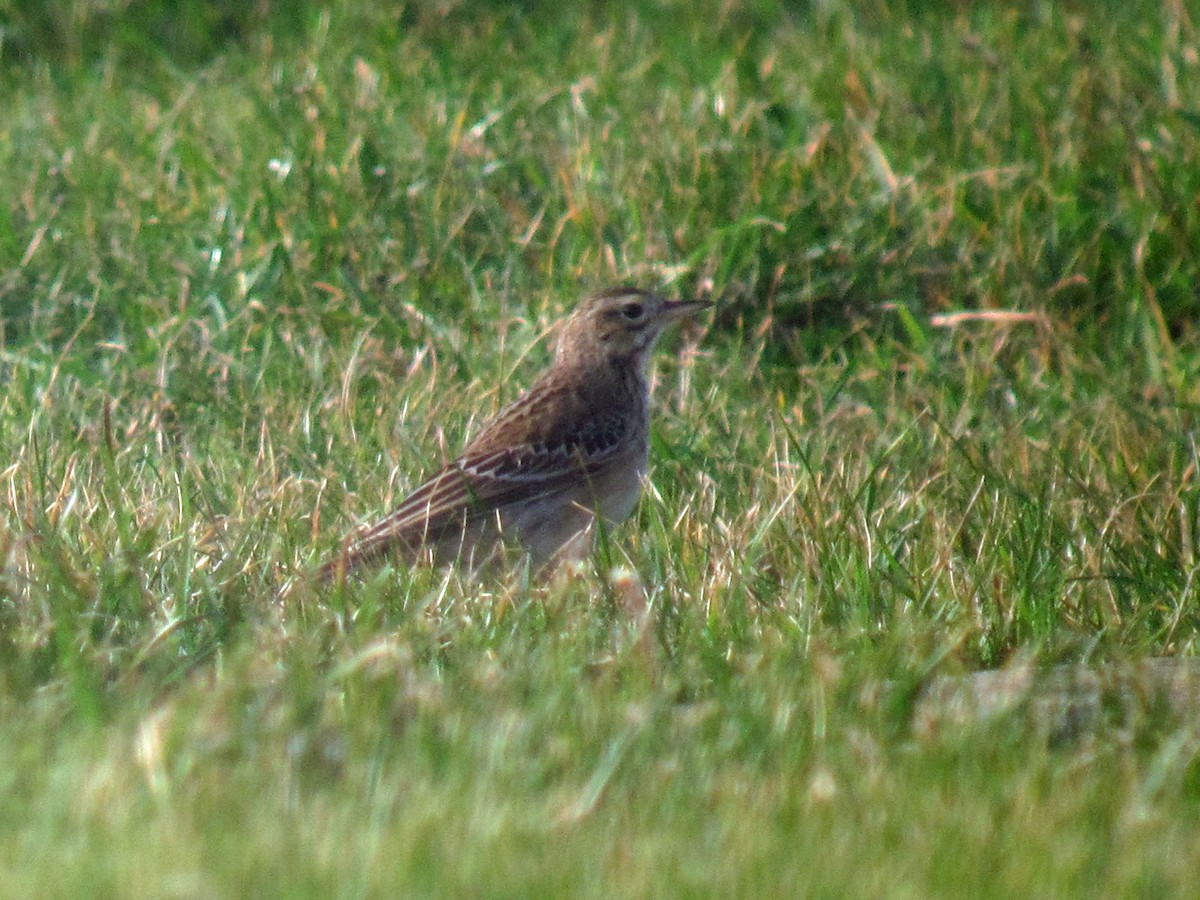 Richard's Pipit - David Campbell