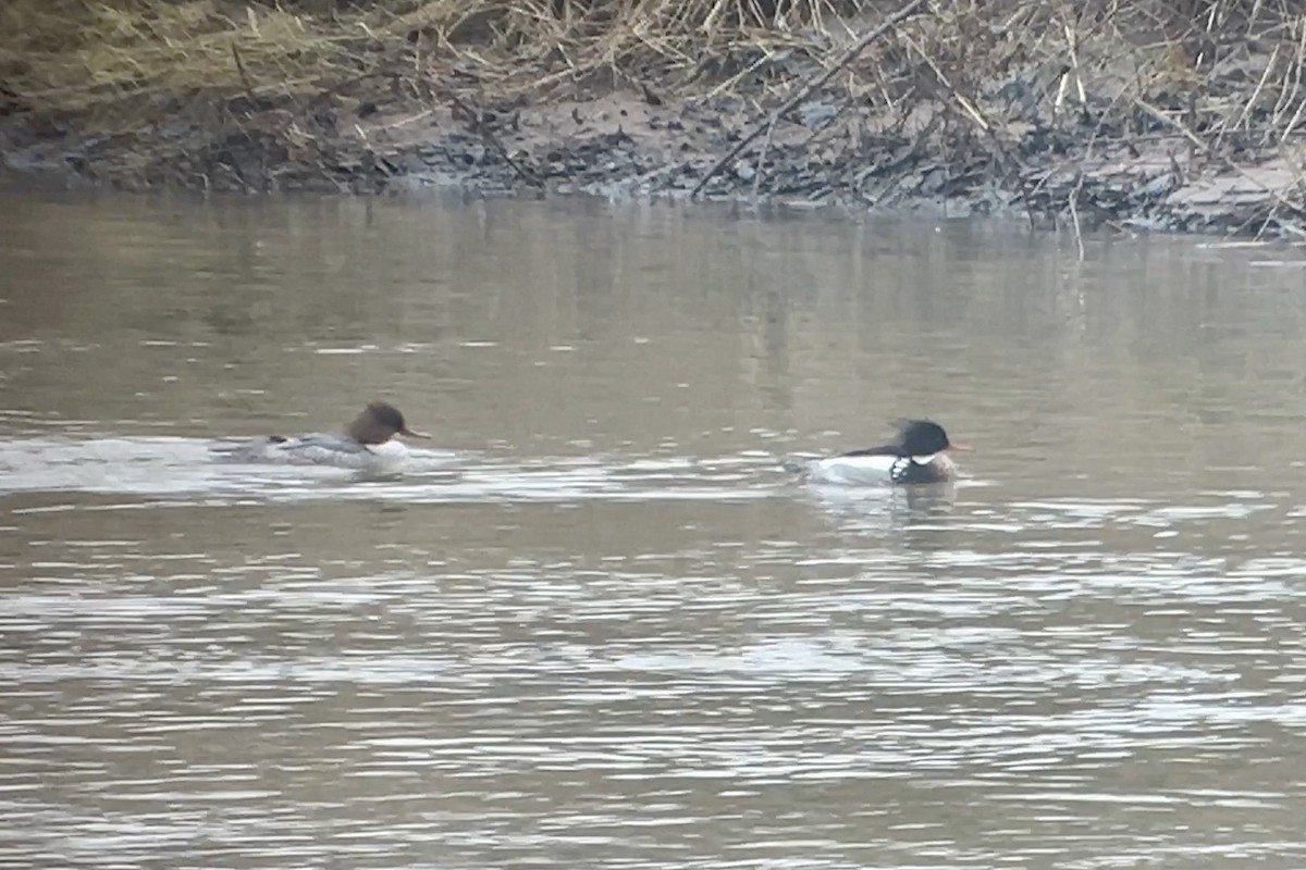 Red-breasted Merganser - Thomas Doebel