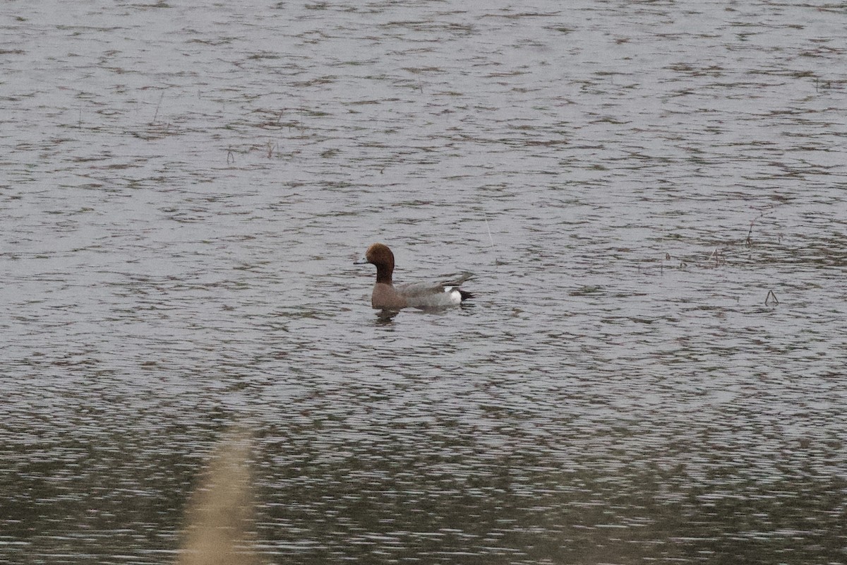 Eurasian Wigeon - Thomas Doebel