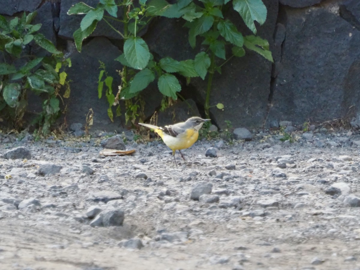 Gray Wagtail - Will Morris