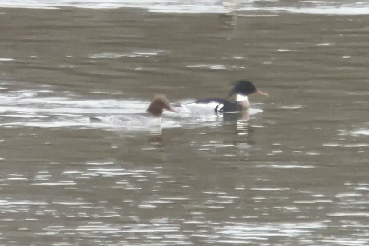 Red-breasted Merganser - Thomas Doebel