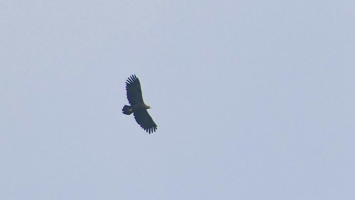 Greater Spotted Eagle - ML614382447