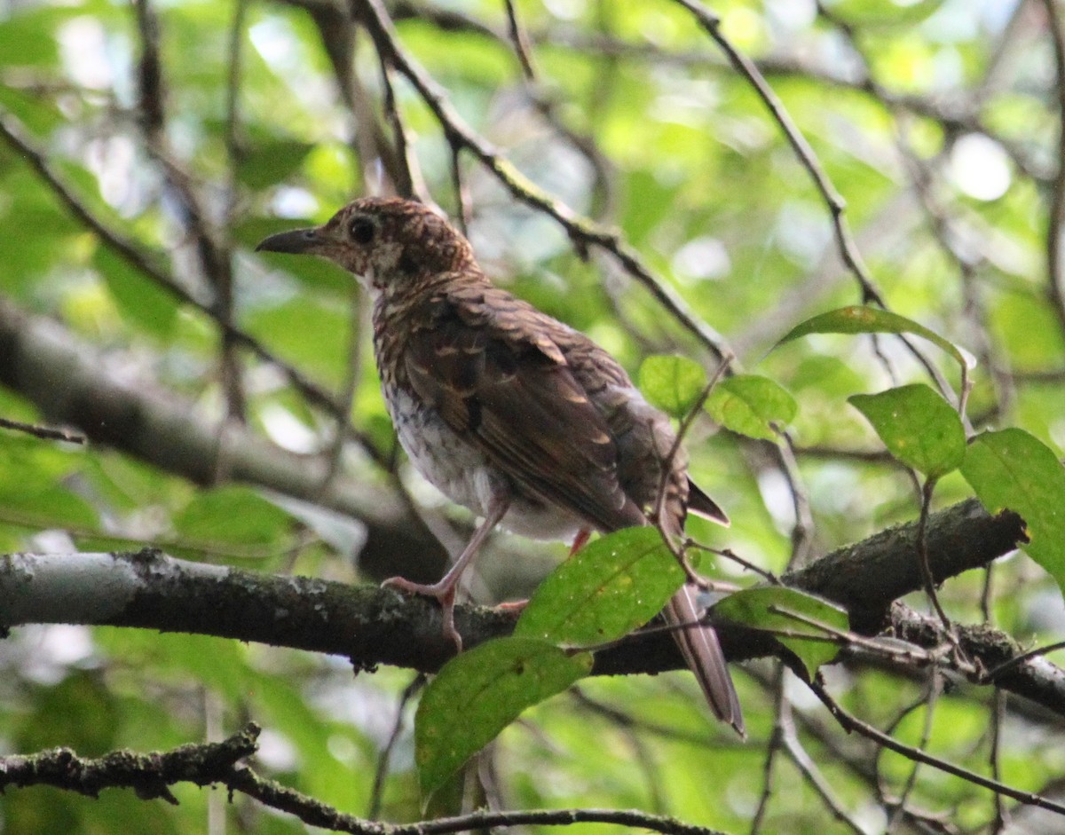 Bassian Thrush - Bruce Roubin