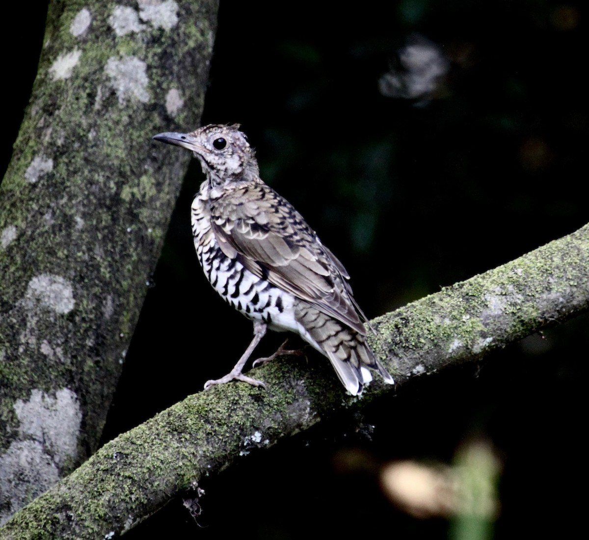 Bassian Thrush - ML614382465