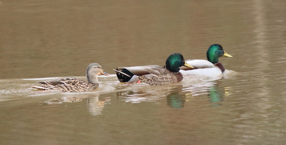 Canard colvert - ML614382505