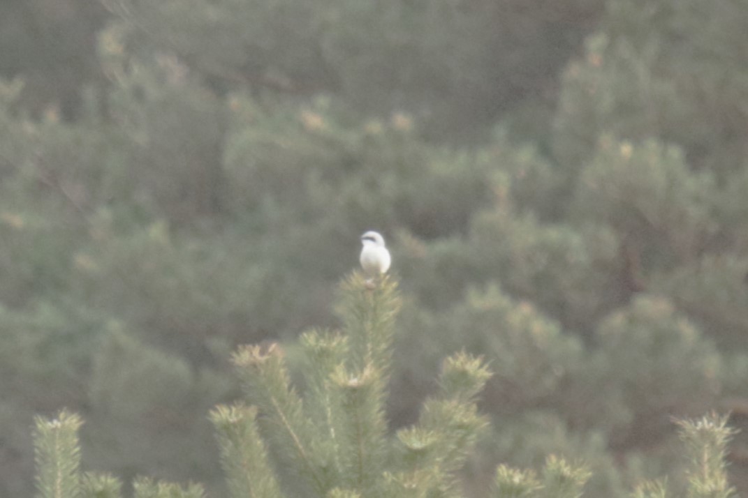 Great Gray Shrike - ML614382677